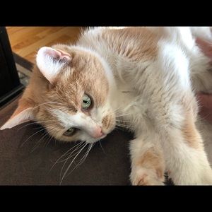 Meet your Posher, Tina